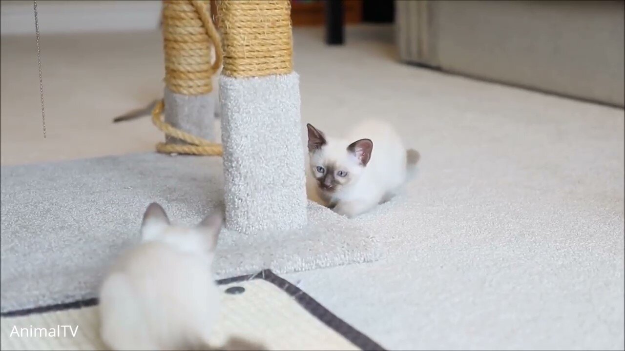 Siamese Kittens Playing - Cute Compilation