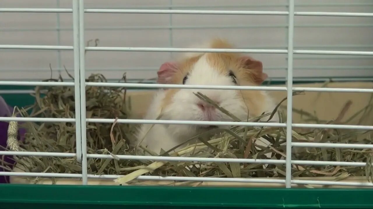 Guinea Pig Eating Grass