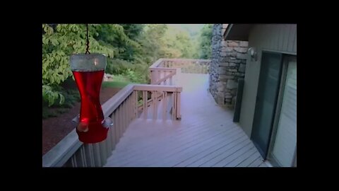 Live Bird Feeder "All night" Asheville NC. In the mountains. Aug. 8 2021