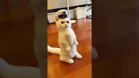 पुलिस वाली बिल्ली🤣Police Cat #shorts #ytshorts #funnycat