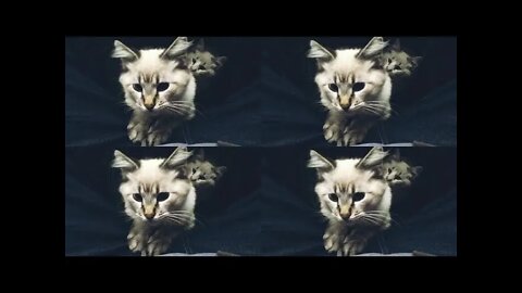 Meus Gatos Selvagens em câmera Lênta 🎥