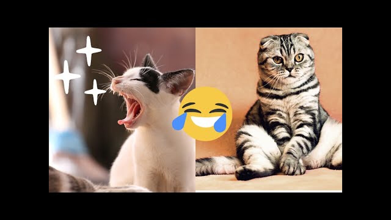 New Funny Animals Video 2023 | Funniest Cats and Dogs Videos | New Funny Video Of Cat And Dogs