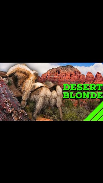 Desert Blonde Tarantula Aphonopelma chalcodes #shorts