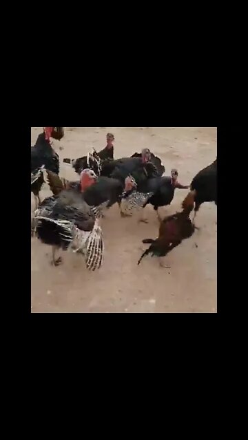 Yo y mis Deudas, Me and My Bills To Pay...