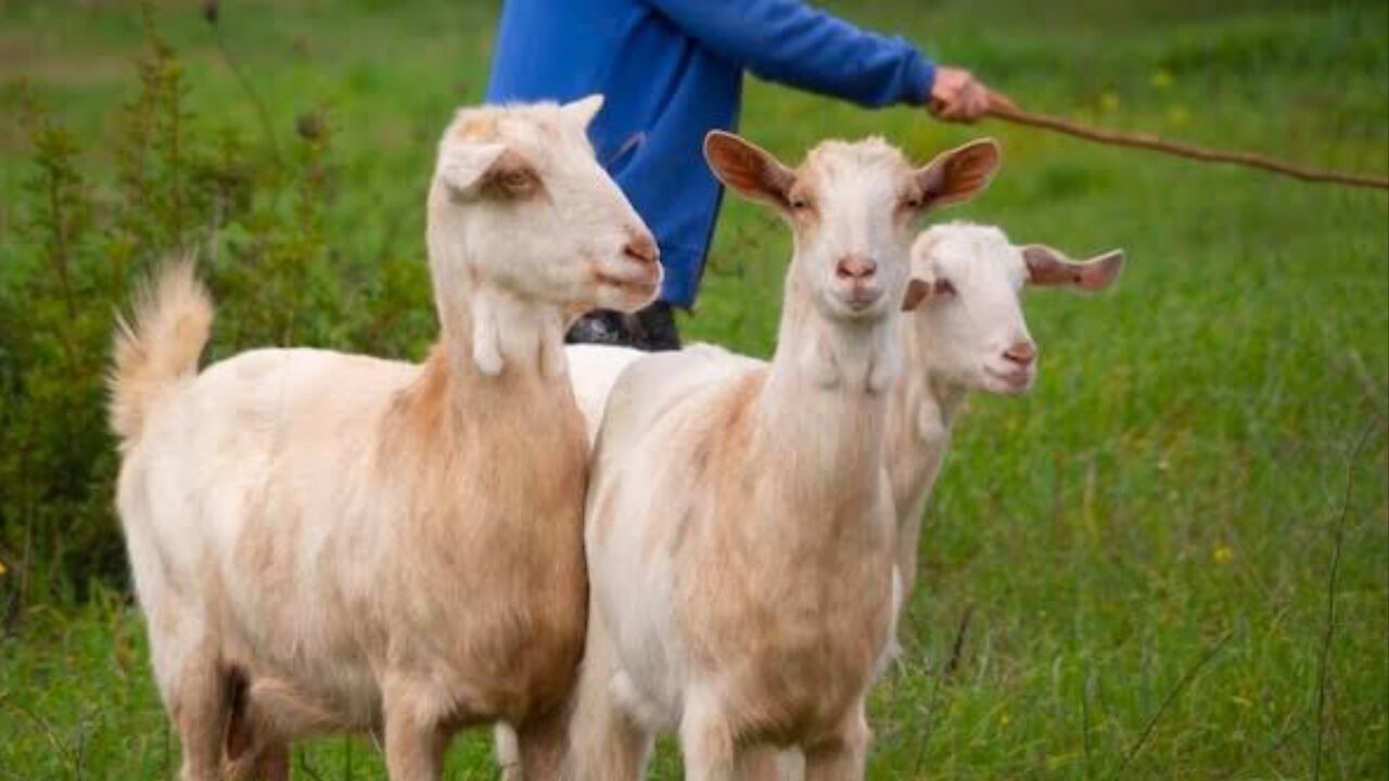 Operação para resgatar cabras nas montanhas de Portugal