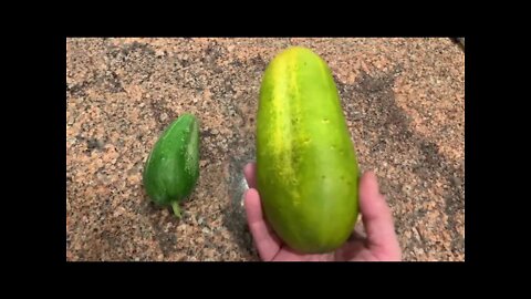 Gardening tips how to tell if your cucumber is ripe or over ripe⁉️
