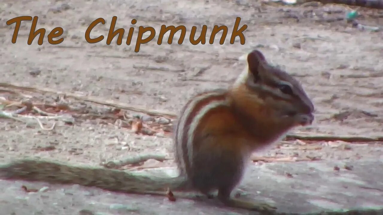 The Chipmunk