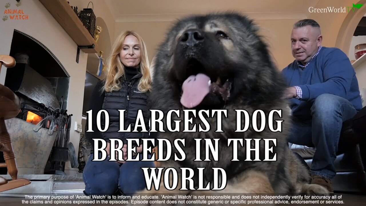 Huge dogs