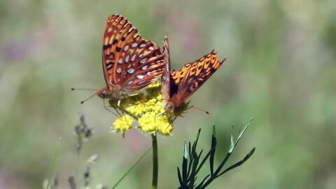 The Earth Is Over .....