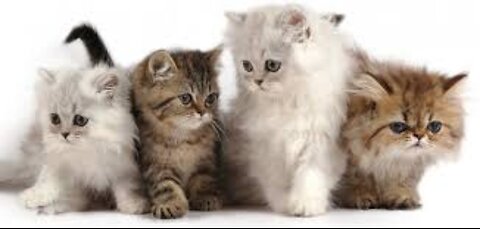 cute cat moments 😻😹😸😺