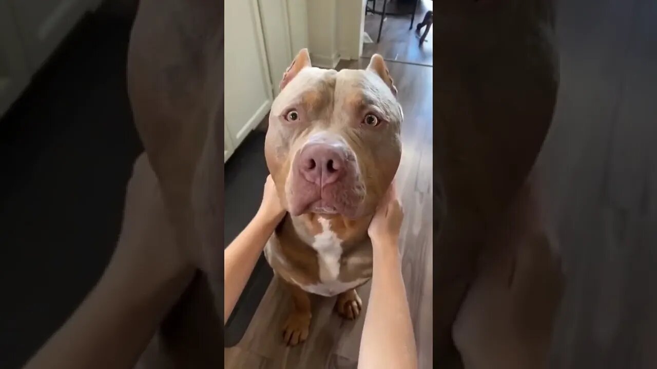 Cute Dogs Doing Funny Things 2021♥ #10 Cutest Dogs- Cute and Funny Dog Video | Aww Animals and Pets