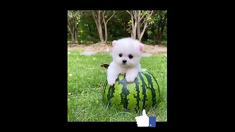 so_beautiful_Little_puppy_dog_🐶🐶