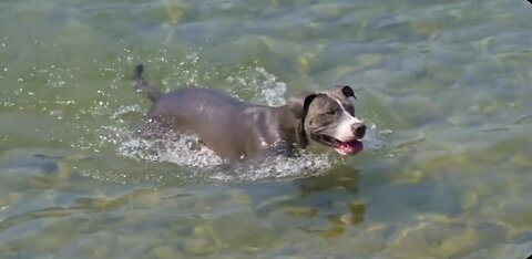 Dog Swimming in lake✔️