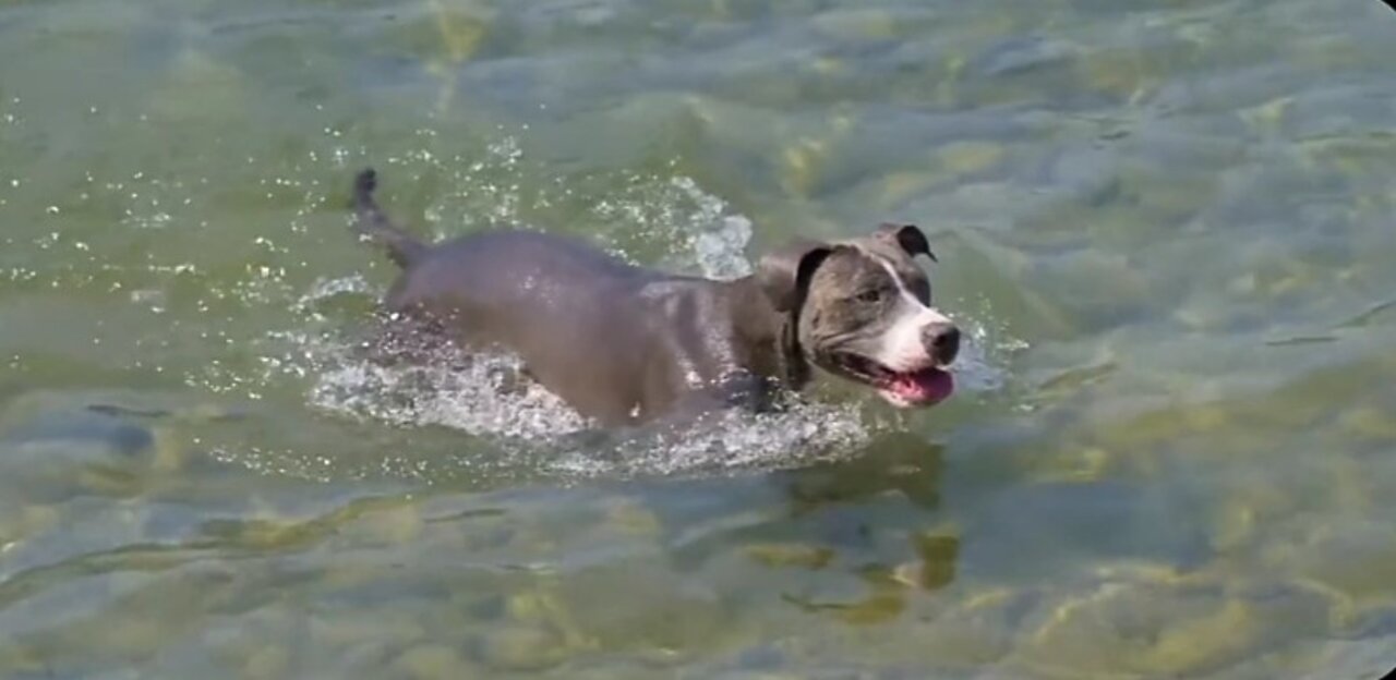 Dog Swimming in lake✔️