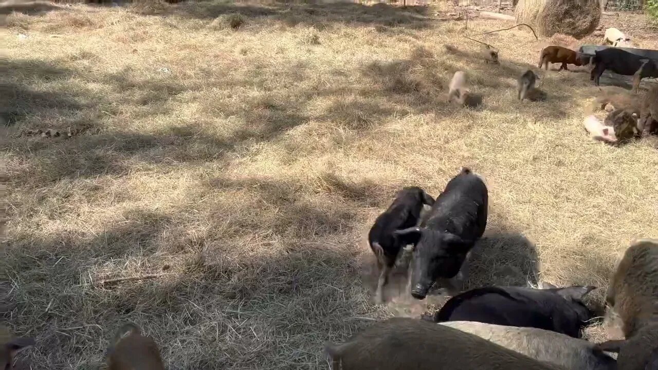 Murphy's Law Strikes: Pigs Escape Less than 24 Hours After Pig Move