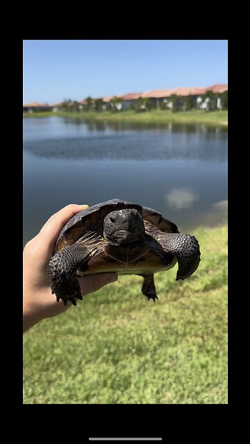 🤔Land or water turtle🐢?