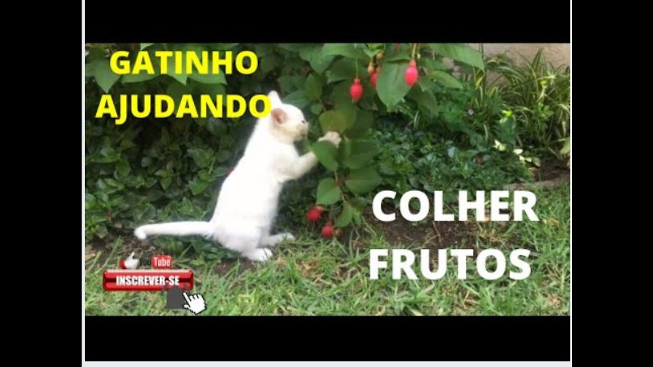 Kitten Picking Fruits!!! Hilarious!!!