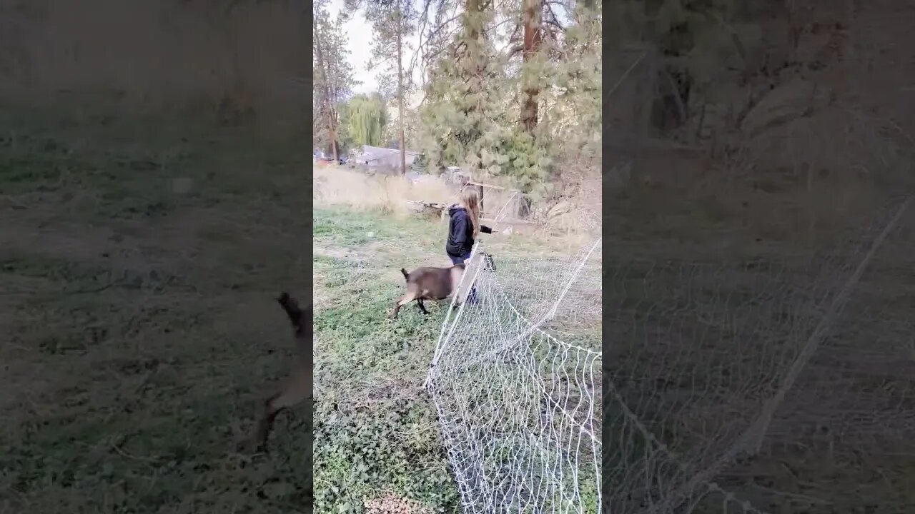 #homesteading #shorts