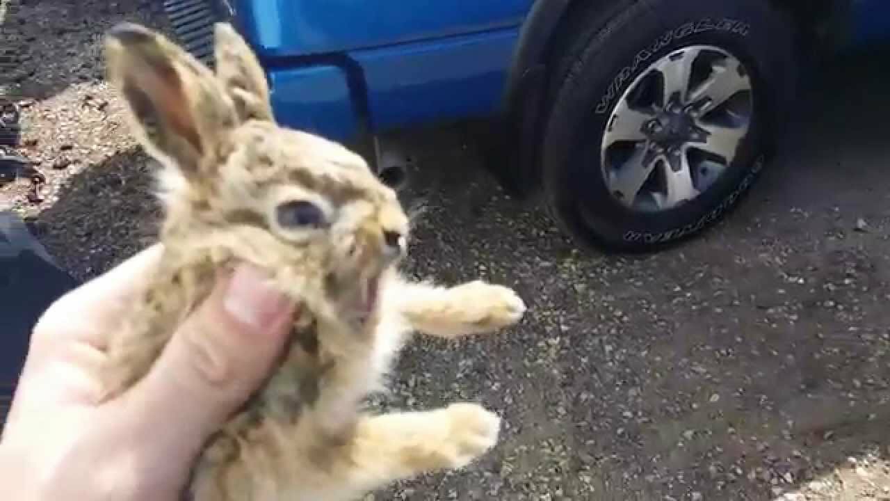 Baby Bunny Attacks