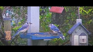 Florida Bird Feeder Live Camera HD