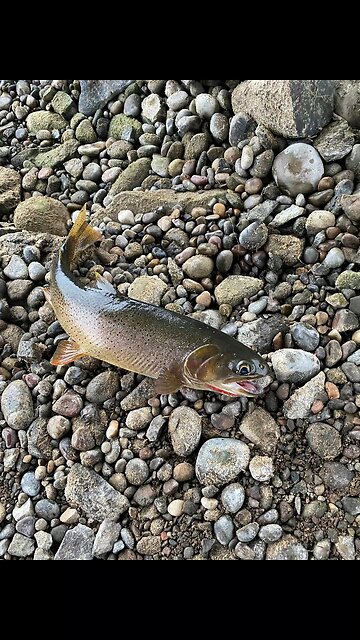 Fishing Palisades Dam swan valley Idaho rainbow trout brown Trout
