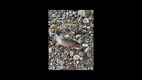 Fishing Palisades Dam swan valley Idaho rainbow trout brown Trout