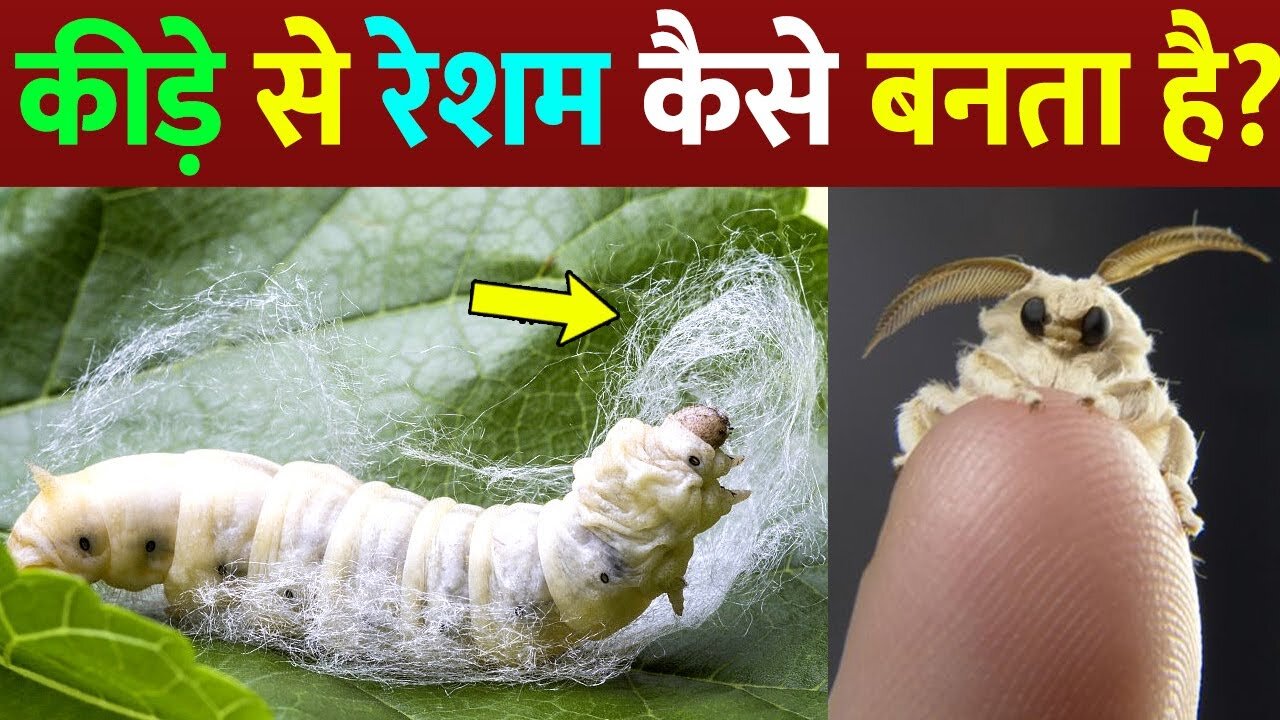 कीड़े से रेशम कैसे बनता है? How silk is made in the factory in Hindi | Silkworm