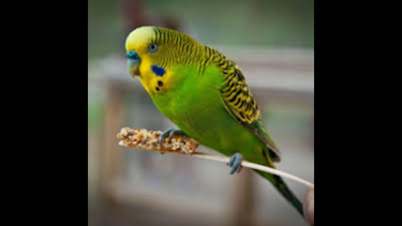 Pet Birds name and it's Price 400-4000