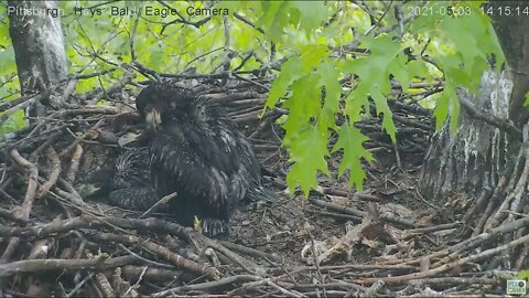 Hays Eagles squirrel peeks in on H 13 preening 2021 05 03 11613