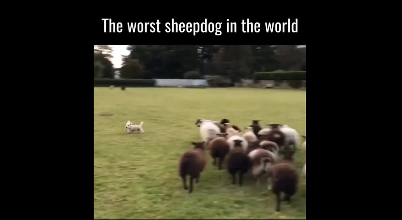The Worst Sheepdog In The World, But One Of The Cutest