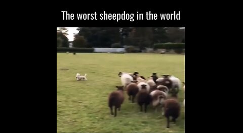 The Worst Sheepdog In The World, But One Of The Cutest