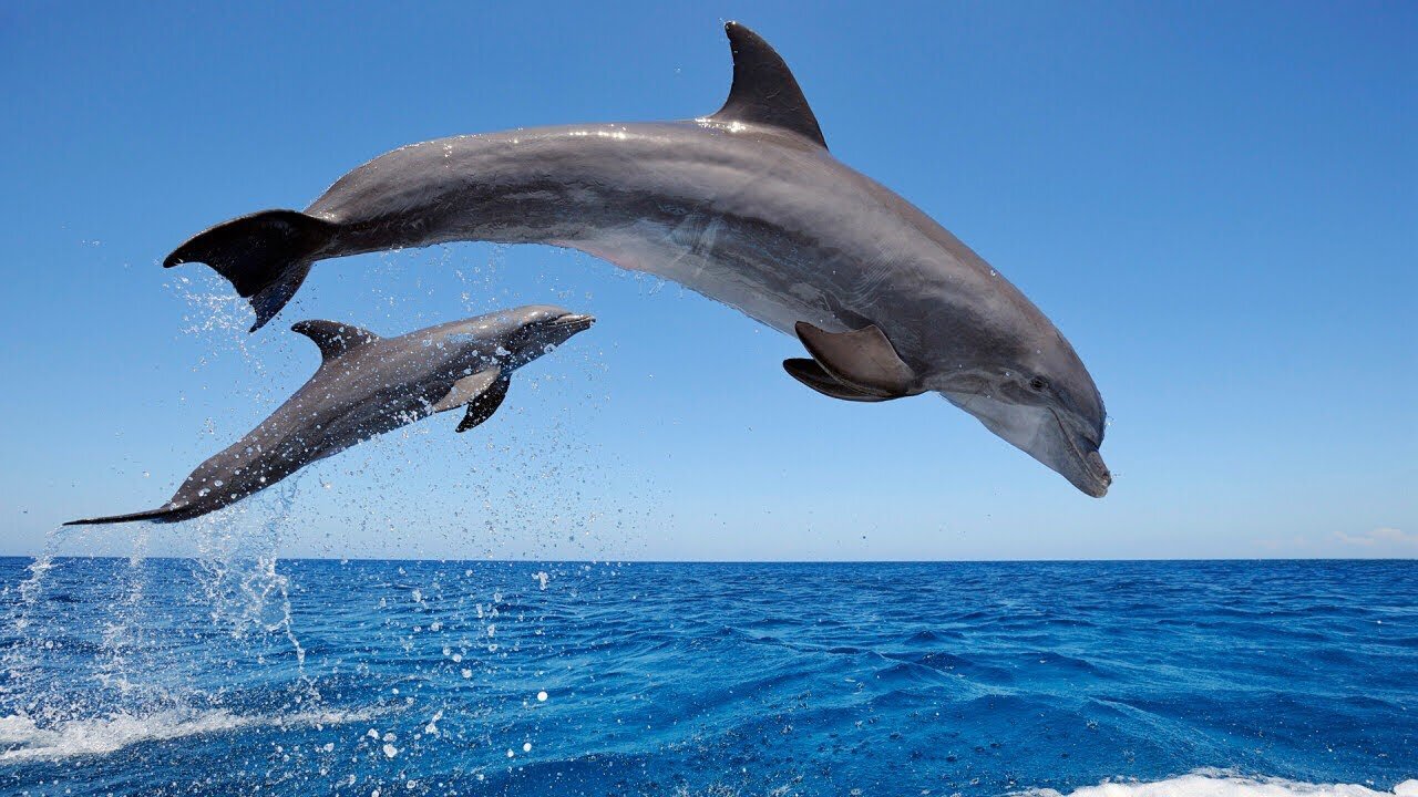 Wild Dolphins Swimming in HD Compilation