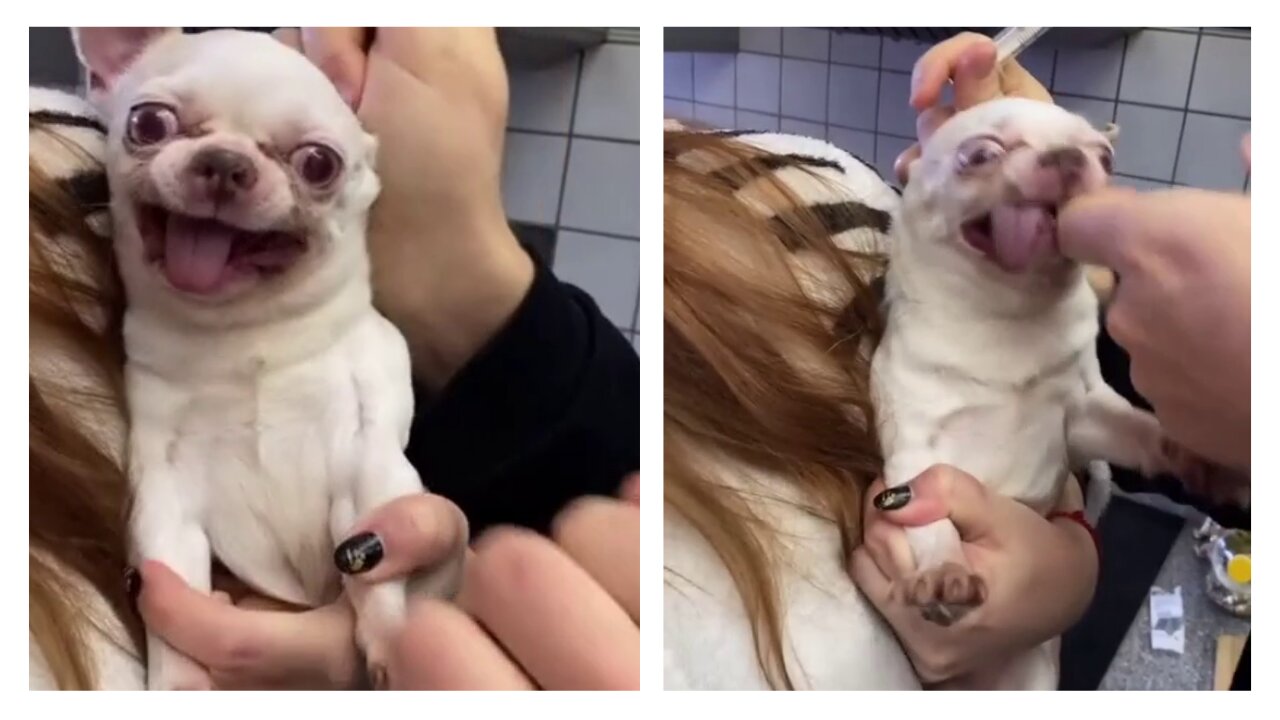 Dog don't want to take injection