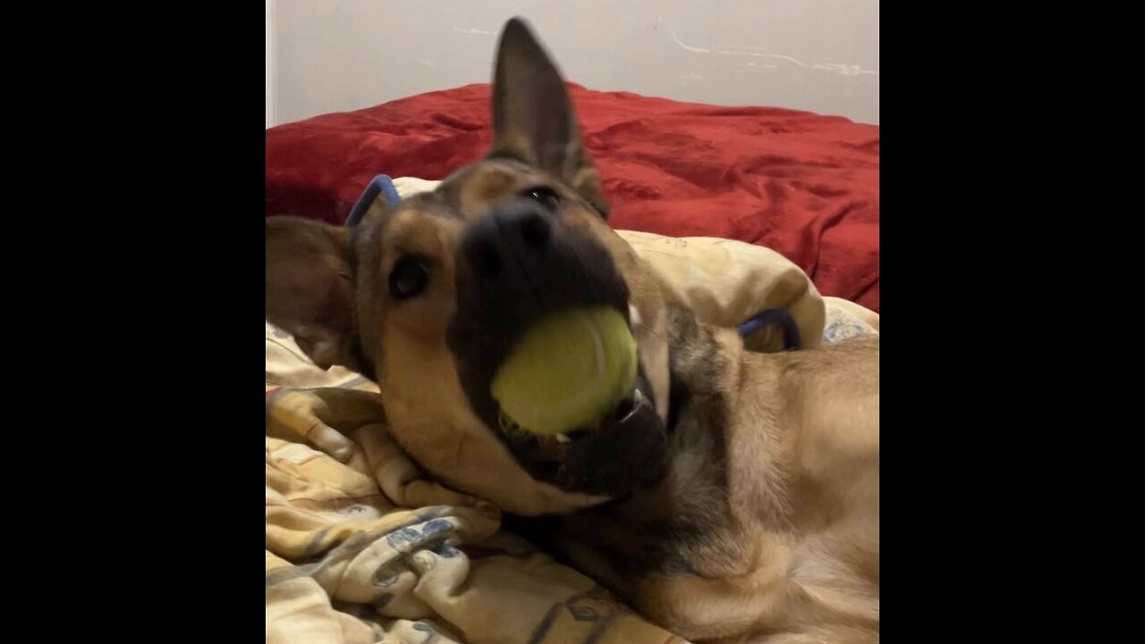 cute puppy playing