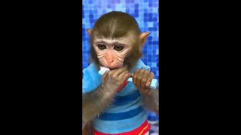 monkey funny video cartoon kids || kids