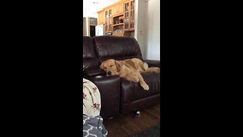 Golden relaxing