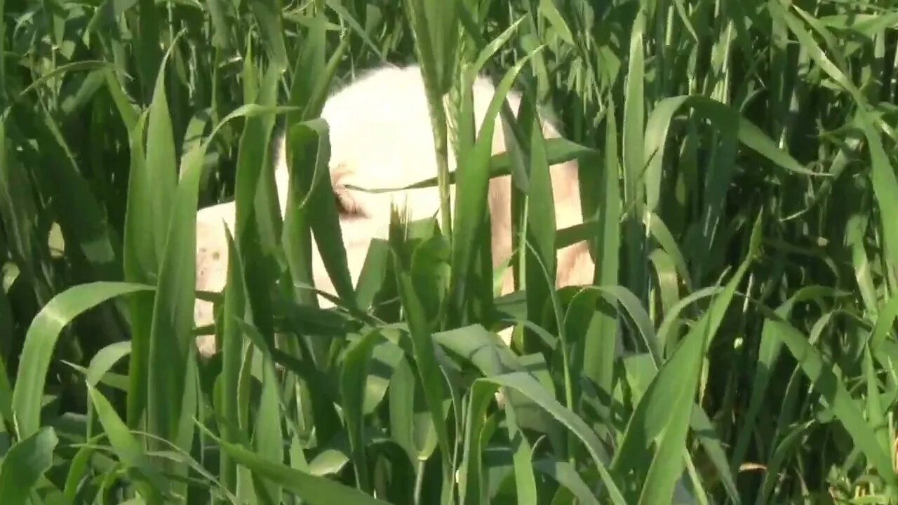 Golden retriever running on the green field