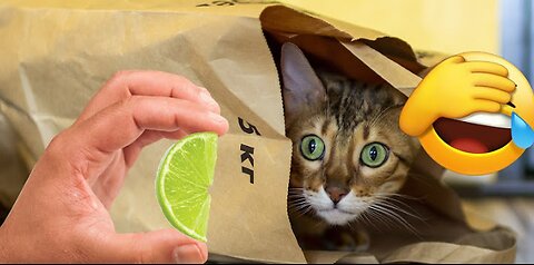 Funniest Pet Fails!!! 😂😂😂🤣🤣