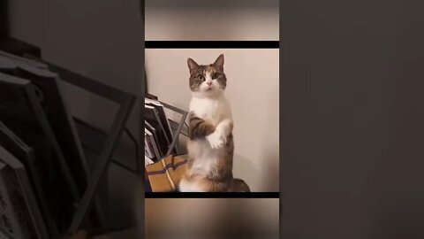 most Popular funny moments(2)