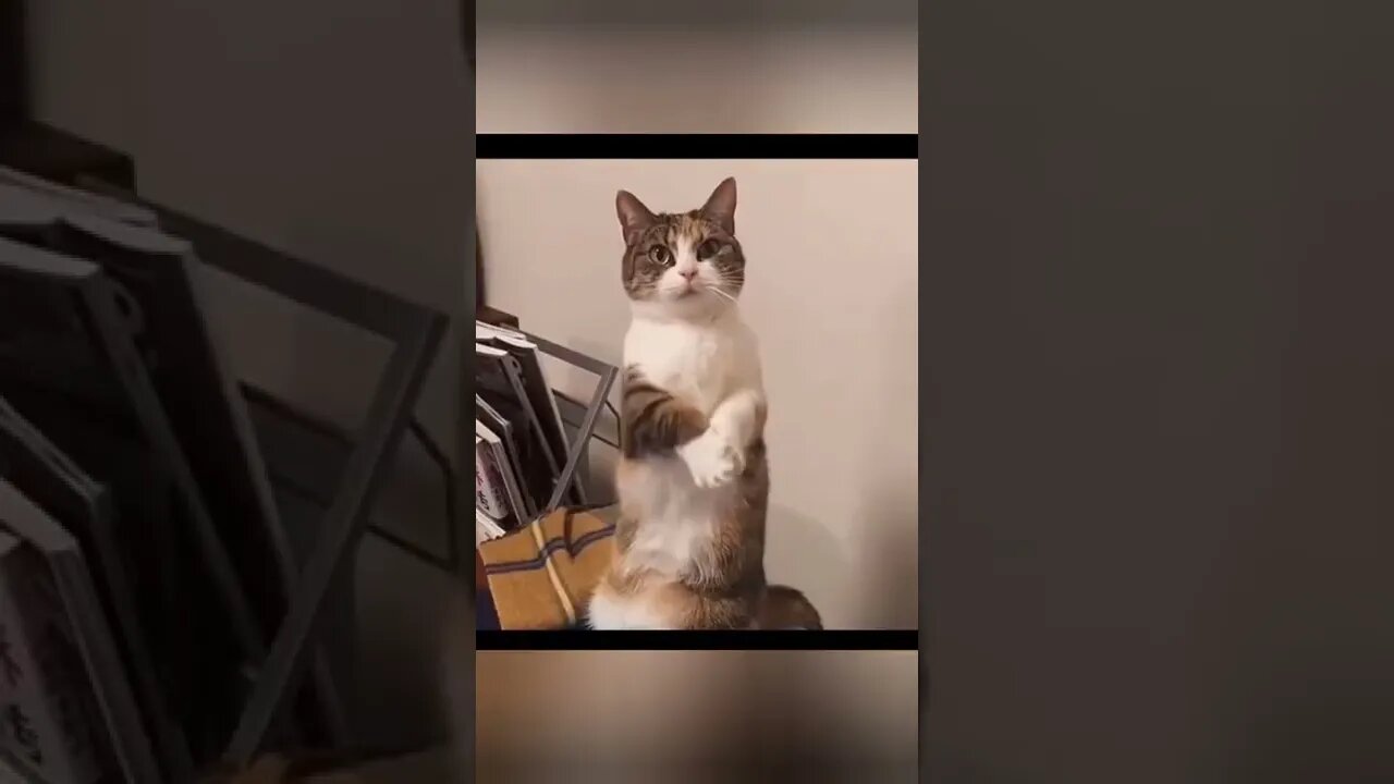 most Popular funny moments(2)