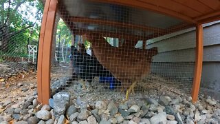 My Backyard Chickens - Episode 48