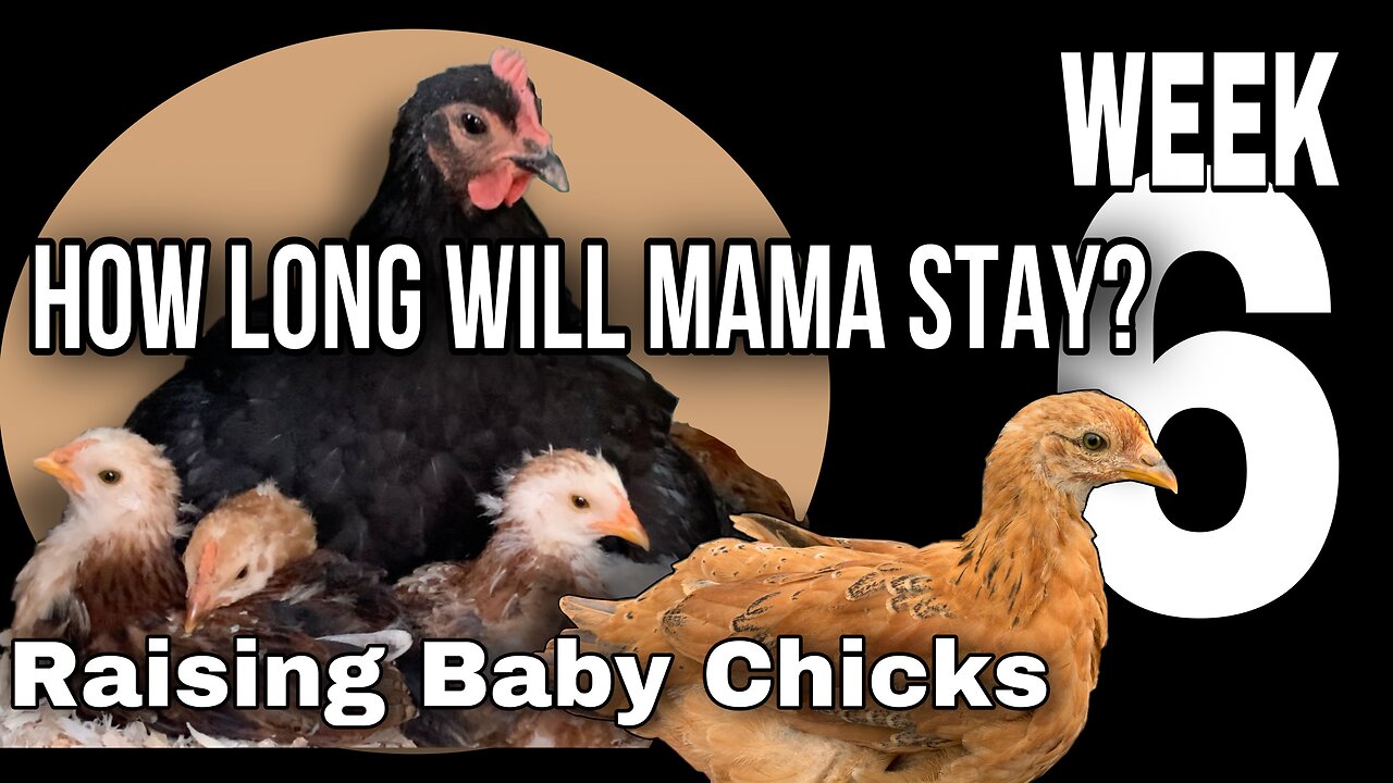 Raising Baby Chicks: Mama Hen vs Humans Week 6— How Long will Mama Stick with Her Babies?