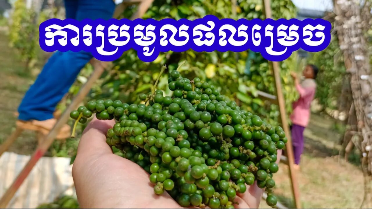 ការប្រមូលផលម្រេច/Harvesting Black pepper