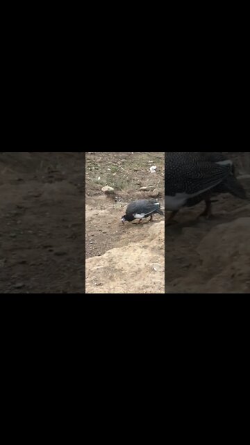 Injured baby guinea fowl completely recovered