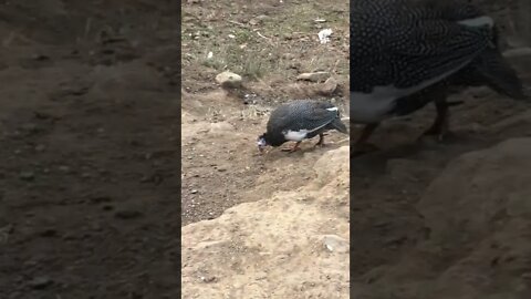 Injured baby guinea fowl completely recovered