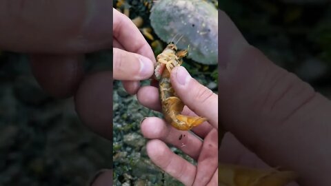 Viral videos and Trending videos for entertainment(5)