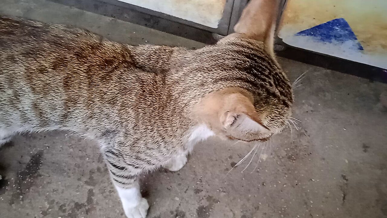 @cute chat par hu abhi to ghar par hi hu me video #bengaluru karnataka me dala hai #shorts#viral