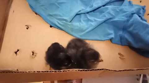 Belgian D'uccle chick and a Silkie X Frizzle chick 4th February 2021 (Video 2 )