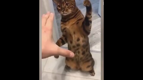 Funny Cat Videos - Only Fun