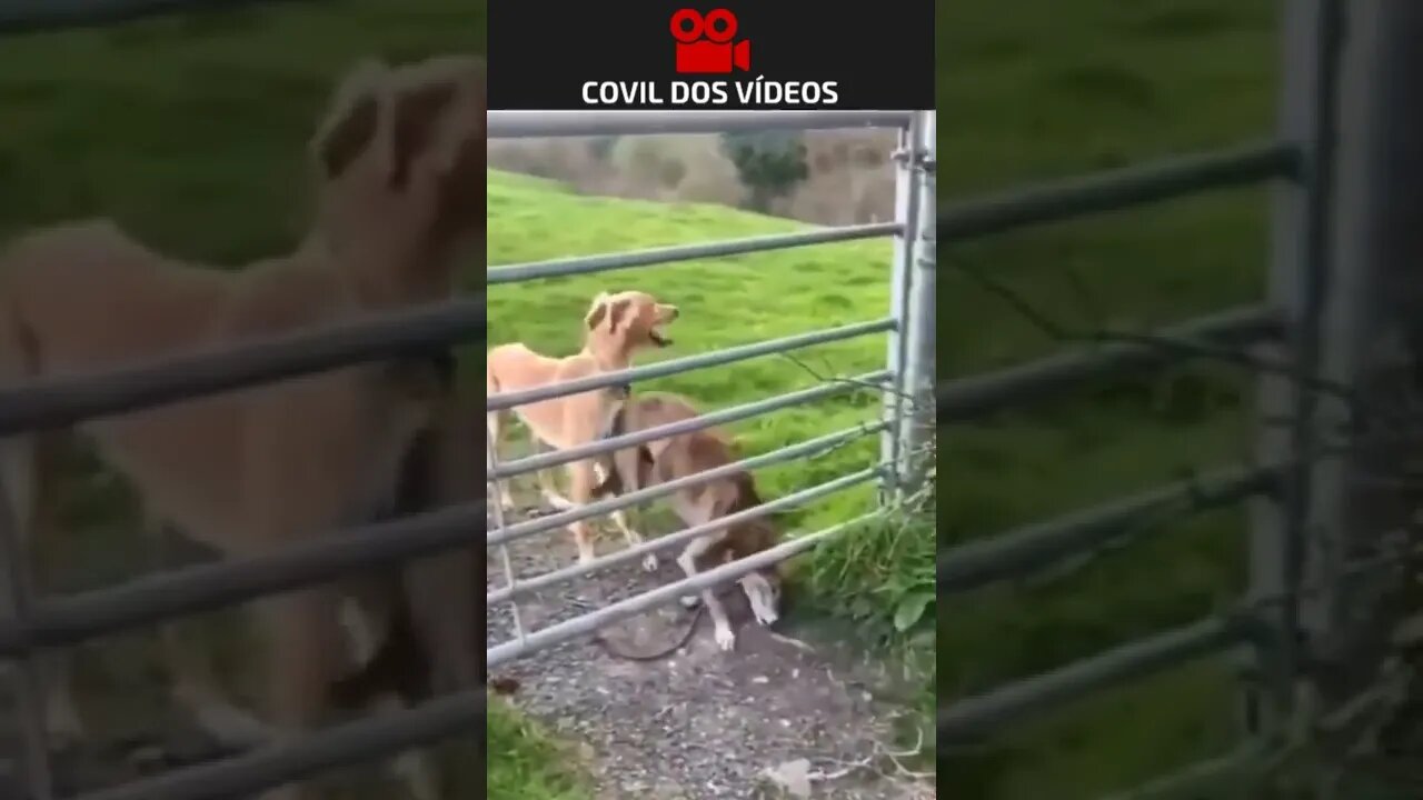 cachorro pulando a cerca